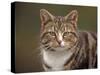 Domestic Cat (Felis Catus), Wester Ross, Scotland-Niall Benvie-Stretched Canvas