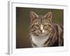 Domestic Cat (Felis Catus), Wester Ross, Scotland-Niall Benvie-Framed Photographic Print