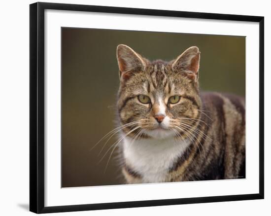Domestic Cat (Felis Catus), Wester Ross, Scotland-Niall Benvie-Framed Photographic Print