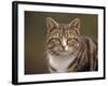 Domestic Cat (Felis Catus), Wester Ross, Scotland-Niall Benvie-Framed Photographic Print