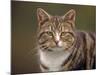 Domestic Cat (Felis Catus), Wester Ross, Scotland-Niall Benvie-Mounted Photographic Print