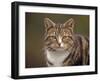 Domestic Cat (Felis Catus), Wester Ross, Scotland-Niall Benvie-Framed Photographic Print