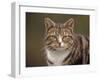 Domestic Cat (Felis Catus), Wester Ross, Scotland-Niall Benvie-Framed Photographic Print