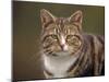 Domestic Cat (Felis Catus), Wester Ross, Scotland-Niall Benvie-Mounted Photographic Print