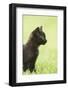 domestic cat, Felis silvestris catus, young animal, black, sidewise-David & Micha Sheldon-Framed Photographic Print