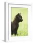 domestic cat, Felis silvestris catus, young animal, black, sidewise-David & Micha Sheldon-Framed Photographic Print