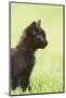 domestic cat, Felis silvestris catus, young animal, black, sidewise-David & Micha Sheldon-Mounted Photographic Print