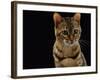 Domestic Cat, Female Brown Spotted Bengal-Jane Burton-Framed Photographic Print