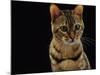 Domestic Cat, Female Brown Spotted Bengal-Jane Burton-Mounted Photographic Print