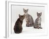 Domestic Cat, Female Silver Egyptian Mau with Two of Her 14-Week Kittens-Jane Burton-Framed Photographic Print