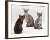 Domestic Cat, Female Silver Egyptian Mau with Two of Her 14-Week Kittens-Jane Burton-Framed Photographic Print