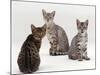 Domestic Cat, Female Silver Egyptian Mau with Two of Her 14-Week Kittens-Jane Burton-Mounted Photographic Print