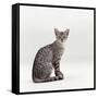 Domestic Cat, Female Silver Egyptian Mau-Jane Burton-Framed Stretched Canvas