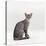 Domestic Cat, Female Silver Egyptian Mau-Jane Burton-Stretched Canvas