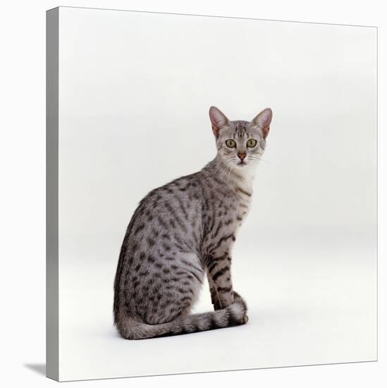 Domestic Cat, Female Silver Egyptian Mau-Jane Burton-Stretched Canvas