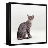 Domestic Cat, Female Silver Egyptian Mau-Jane Burton-Framed Stretched Canvas