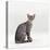 Domestic Cat, Female Silver Egyptian Mau-Jane Burton-Stretched Canvas