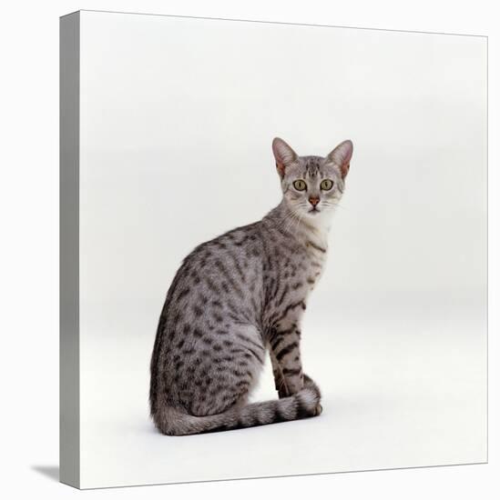 Domestic Cat, Female Silver Egyptian Mau-Jane Burton-Stretched Canvas