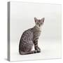 Domestic Cat, Female Silver Egyptian Mau-Jane Burton-Stretched Canvas