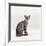 Domestic Cat, Female Silver Egyptian Mau-Jane Burton-Framed Photographic Print