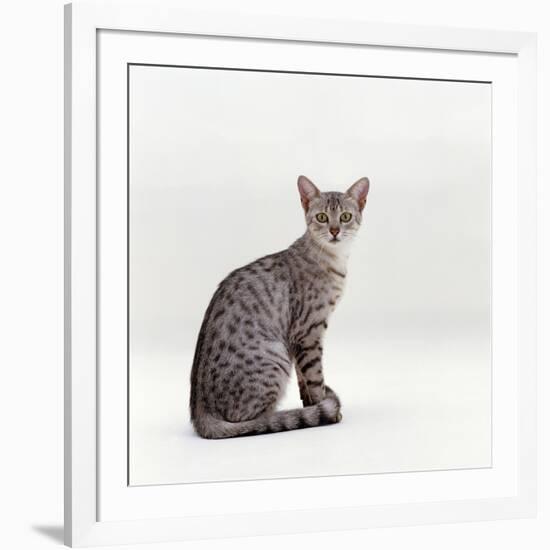 Domestic Cat, Female Silver Egyptian Mau-Jane Burton-Framed Photographic Print