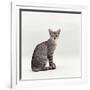 Domestic Cat, Female Silver Egyptian Mau-Jane Burton-Framed Photographic Print