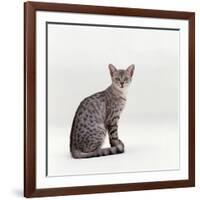 Domestic Cat, Female Silver Egyptian Mau-Jane Burton-Framed Photographic Print