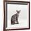 Domestic Cat, Female Silver Egyptian Mau-Jane Burton-Framed Photographic Print