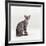 Domestic Cat, Female Silver Egyptian Mau-Jane Burton-Framed Photographic Print