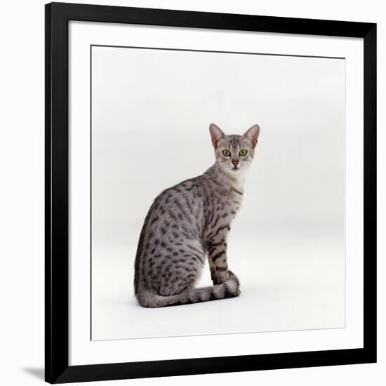 Domestic Cat, Female Silver Egyptian Mau-Jane Burton-Framed Photographic Print