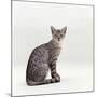 Domestic Cat, Female Silver Egyptian Mau-Jane Burton-Mounted Photographic Print