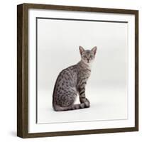 Domestic Cat, Female Silver Egyptian Mau-Jane Burton-Framed Photographic Print