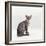 Domestic Cat, Female Silver Egyptian Mau-Jane Burton-Framed Photographic Print