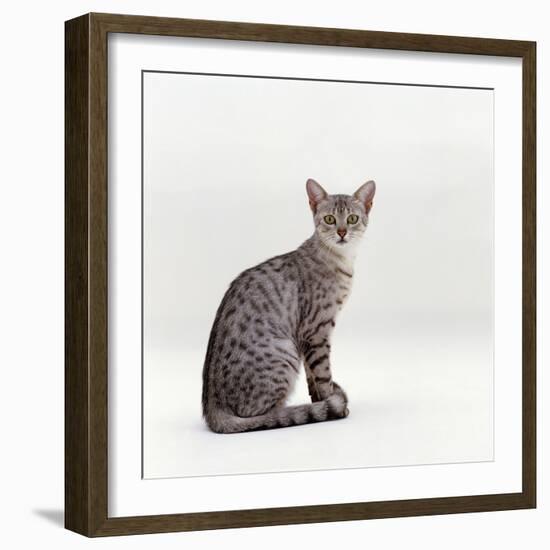 Domestic Cat, Female Silver Egyptian Mau-Jane Burton-Framed Photographic Print