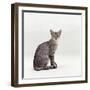 Domestic Cat, Female Silver Egyptian Mau-Jane Burton-Framed Photographic Print