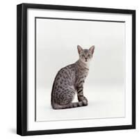 Domestic Cat, Female Silver Egyptian Mau-Jane Burton-Framed Photographic Print