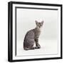 Domestic Cat, Female Silver Egyptian Mau-Jane Burton-Framed Photographic Print