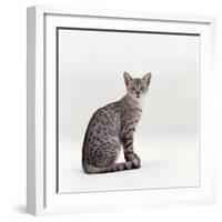 Domestic Cat, Female Silver Egyptian Mau-Jane Burton-Framed Photographic Print