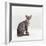 Domestic Cat, Female Silver Egyptian Mau-Jane Burton-Framed Photographic Print