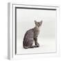 Domestic Cat, Female Silver Egyptian Mau-Jane Burton-Framed Photographic Print