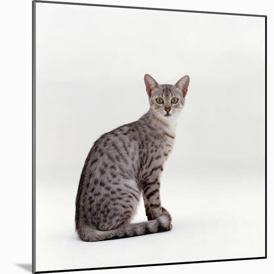 Domestic Cat, Female Silver Egyptian Mau-Jane Burton-Mounted Photographic Print