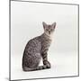 Domestic Cat, Female Silver Egyptian Mau-Jane Burton-Mounted Photographic Print