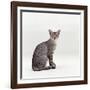 Domestic Cat, Female Silver Egyptian Mau-Jane Burton-Framed Photographic Print