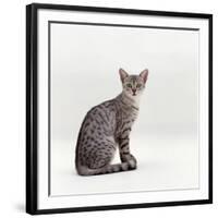 Domestic Cat, Female Silver Egyptian Mau-Jane Burton-Framed Photographic Print