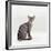 Domestic Cat, Female Silver Egyptian Mau-Jane Burton-Framed Photographic Print