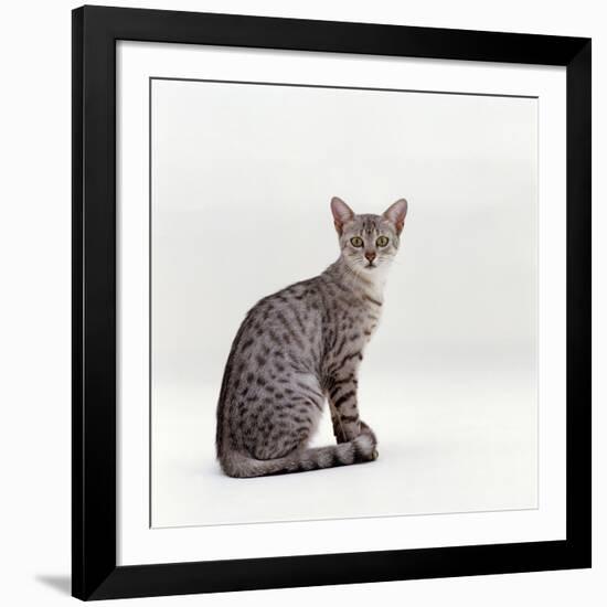 Domestic Cat, Female Silver Egyptian Mau-Jane Burton-Framed Photographic Print