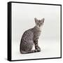 Domestic Cat, Female Silver Egyptian Mau-Jane Burton-Framed Stretched Canvas