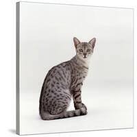 Domestic Cat, Female Silver Egyptian Mau-Jane Burton-Stretched Canvas