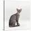 Domestic Cat, Female Silver Egyptian Mau-Jane Burton-Stretched Canvas