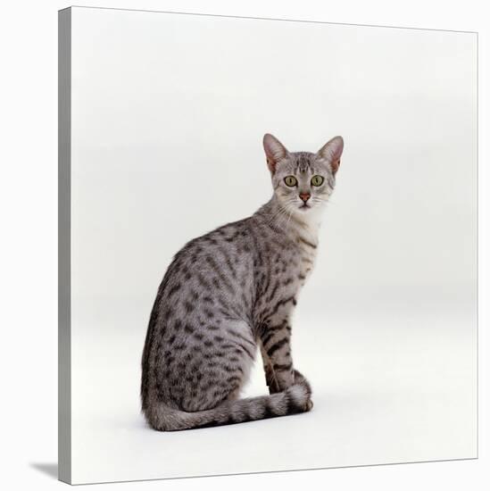 Domestic Cat, Female Silver Egyptian Mau-Jane Burton-Stretched Canvas